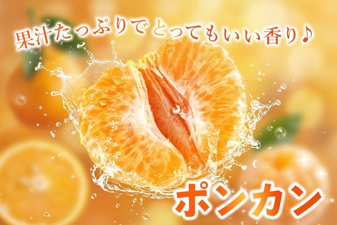 【2027年1月中旬より発送開始】ポンカン 10kg【みかん 柑橘 フルーツ デザート 貯蔵 高糖度】(H116147)