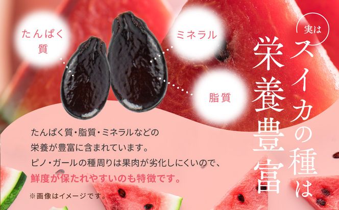【先行予約】798.種ごと食べられる！小玉スイカ【ピノ・ガール】2玉（1玉2kg前後×2玉）※着日指定不可※離島への配送不可 313726_BQ007