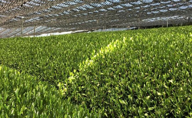 宇治抹茶グリーンティー 150ｇ×5袋セット＆電動式クリーマー付　〈お茶 茶 宇治抹茶 緑茶 抹茶 飲料 牛乳 お湯 お水 簡単操作 ワンタッチ 抹茶ラテ クリーマー セット 加工食品〉