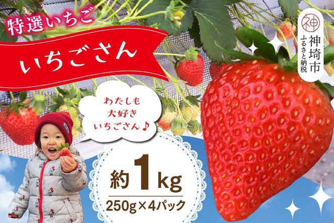 【先行受付 令和9年1月下旬より発送開始】期間限定 特選いちご(いちごさん) 250g×4パック【苺 イチゴ ブランドいちご 朝採れ デザート スイーツ フルーツ 誕生日ケーキ バレンタイン】(H101107)