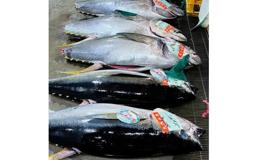 マグロのネギトロ お試しセット 約200g（約1～2人前）薬味・醤油付き / まぐろ 鮪 ねぎとろ 魚介 海鮮 海鮮丼 お寿司 おかず 新鮮【さかなの森澤　マル祐】 [BQAM014]