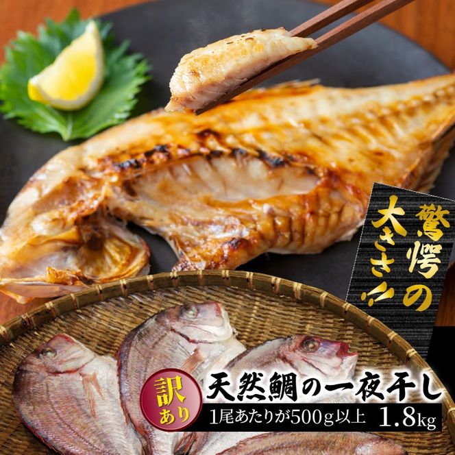 驚愕の大きさ！訳あり天然鯛の一夜干し1.8kg_1554R