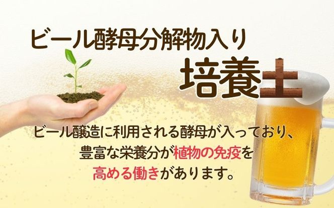 花野果酵母　８０L（２０L×４袋）【9月30日受付終了】【amtb0002】