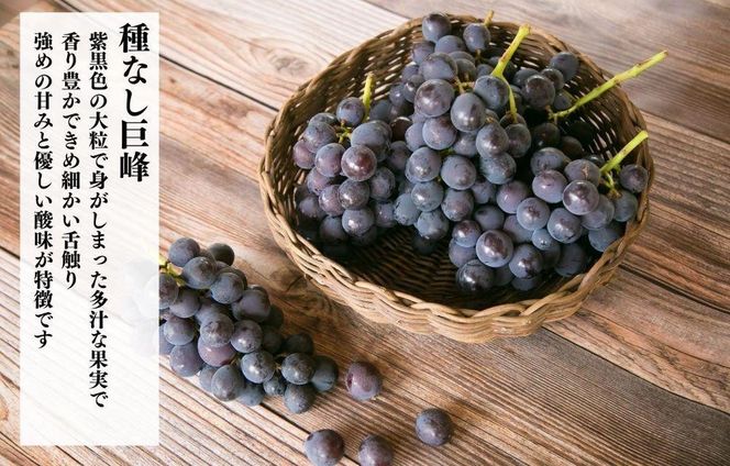 巨峰 種なし 有田巨峰村の巨峰 2kg( 3房 ～ 6房 ) 和歌山県産 【みかんの会】AX285 