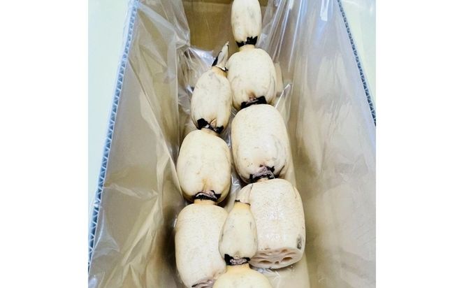 農園採れたて 地からレンコン 2kg | 産地直送 茨城県 土浦市産 れんこん 蓮根 シャキシャキ ※2026年9月～発送