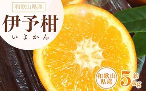 伊予柑(いよかん) 約5kg/サイズおまかせ　※2027年1月中旬～2027年2月中旬頃に順次発送予定(お届け日指定不可)　紀伊国屋文左衛門本舗　【ntbt441B】