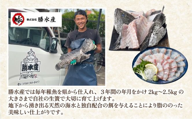 石垣島特産ミーバイ（ヤイトハタ）フィーレ KS-14