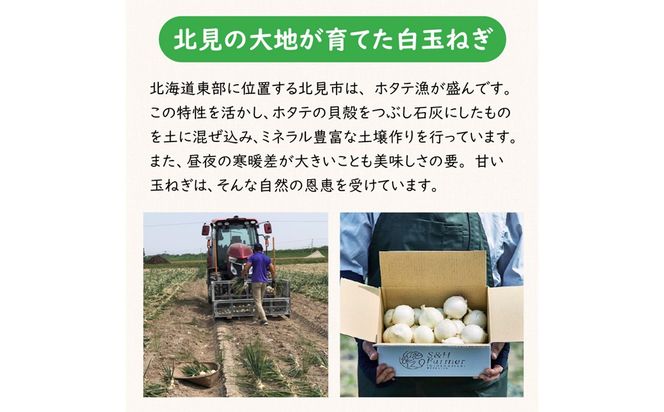 【予約：2026年7月中旬から順次発送】ところの白玉ねぎ 2kg ( 玉ねぎ タマネギ 玉葱 野菜 白玉ねぎ 2キロ 期間限定 辛みが少ない 生食 )【121-0013-2026】