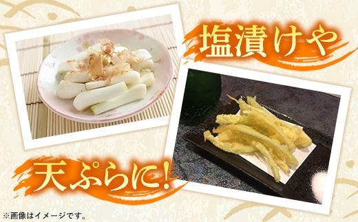 【先行受付】新地農園 沖縄県産 島らっきょう 約1.2kg - 生らっきょう 国産 先行予約 塩漬け 浅漬け 甘酢漬け 漬物 天ぷら チャンプルー 土付き おすすめ 送料無料 八重瀬町