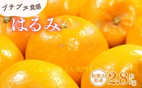 はるみ 約2.8kg/サイズおまかせ　※2027年1月下旬～2027年3月中旬頃に順次発送予定(お届け日指定不可)　紀伊国屋文左衛門本舗　【ntbt461B】