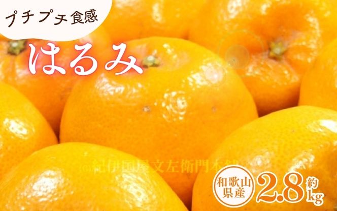 はるみ 約2.8kg/サイズおまかせ　※2027年1月下旬～2027年3月中旬頃に順次発送予定(お届け日指定不可)　紀伊国屋文左衛門本舗　【ntbt461B】