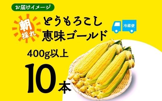 ＜2026年発送先行予約＞とうもろこし 恵味 ゴールド 400g以上 × 10本 高糖度 トウモロコシ スイートコーン 玉蜀黍 イエローコーン 黄 夏野菜 甘い ジューシー 野菜 おやつ 旬 産地直送 送料無料 湖南野菜出荷組合 山梨県 富士河口湖町 FEM003