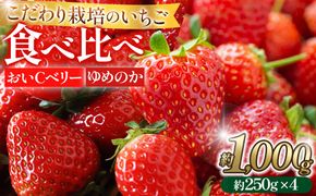 こだわり栽培 いちご 【食べ比べ】約1kg おいCベリー＆ゆめのか(各2パック)【2026年1月下旬～2026年4月末までお届け】 232238_DS010