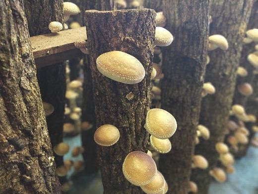 【1-280】地元中学生考案のオリジナルレシピ付き！原木生しいたけ約1kgセット【三重県松阪産】