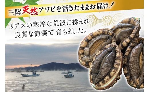 海鮮 魚介 三陸 天然 活 アワビ Lサイズ 900g(5～6個入) [マルヤ五洋水産 宮城県 南三陸町 30al0009] 魚介類 あわび 鮑 天然 蝦夷あわび 貝 冷蔵 刺身 刺し身 活き ステーキ