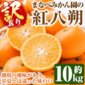 ＜先行予約受付中！2027年2月上旬以降順次発送予定＞訳あり！まなべみかん園の紅八朔(約10kg) 国産 鹿児島県産 阿久根市産 柑橘類 みかん 蜜柑 果物 ミカン デザート フルーツ 数量限定 期間限定 ご自宅用 ご家庭用【有限会社まなべみかん園】akn034-03