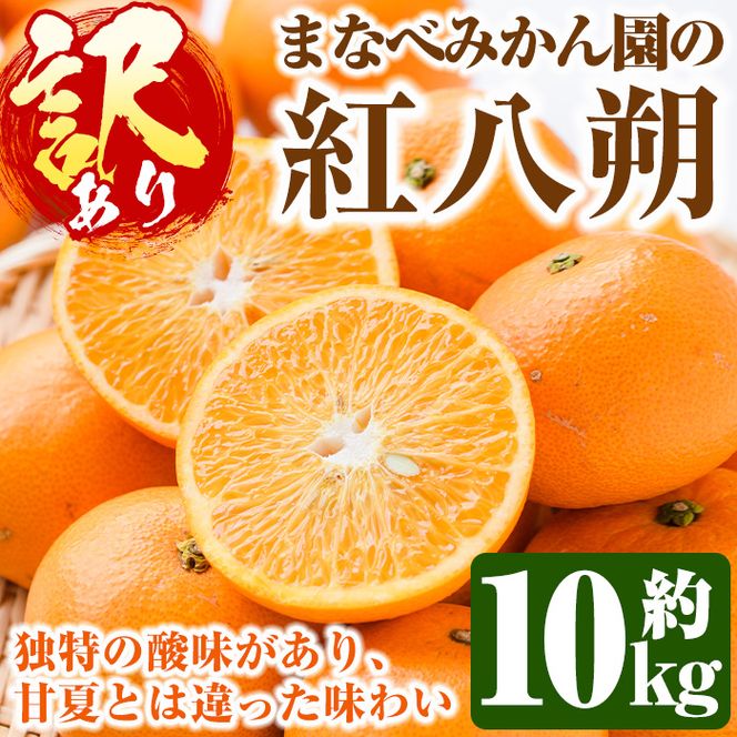 ＜先行予約受付中！2027年2月上旬以降順次発送予定＞訳あり！まなべみかん園の紅八朔(約10kg) 国産 鹿児島県産 阿久根市産 柑橘類 みかん 蜜柑 果物 ミカン デザート フルーツ 数量限定 期間限定 ご自宅用 ご家庭用【有限会社まなべみかん園】akn034-03