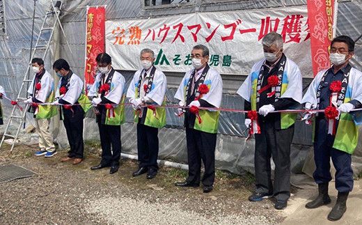 【JA大崎選果場厳選】「大崎産マンゴー2026」 おおよそ300g×2玉 464686_X018