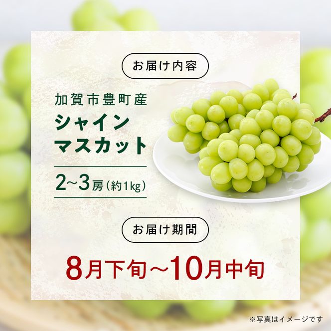 【2026年先行予約】シャインマスカット約1kg 石川県加賀市産（ご家庭用） シャインマスカット マスカット ぶどうぶどうぶどう 葡萄 デザート フルーツフルーツフルーツフルーツ 果物 くだもの 果実 食品 F6P-2629