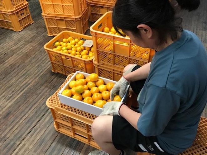 極早生 有田 みかん 化粧箱 小箱 特秀 S サイズ 24玉または28玉入 南泰園 和歌山 有田みかん BS607