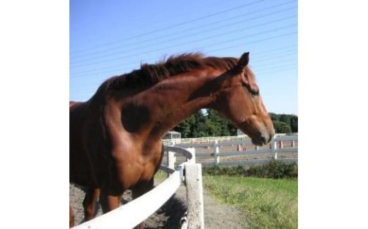 体験乗馬　メンバー体験コース FAA-116