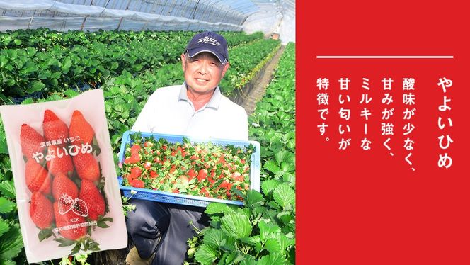 完熟 やよいひめ ・ とちおとめ 食べ比べ 2パック 先行予約 大粒 イチゴ 苺 いちご フルーツ 果物 [AF060ci]