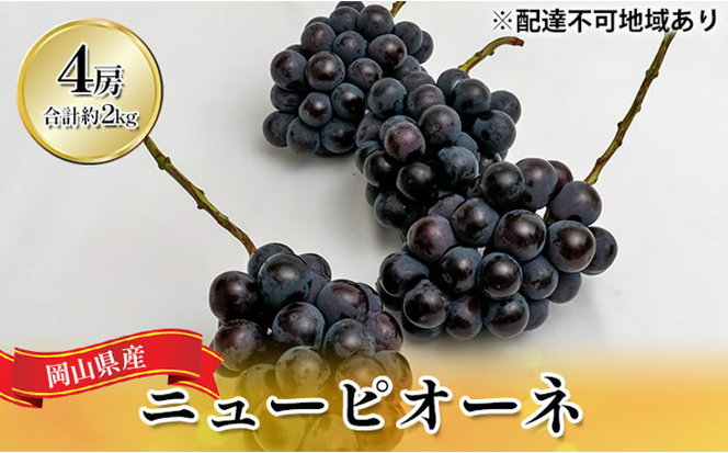 ぶどう 2026年 先行予約 ニュー ピオーネ 4房（合計約2kg） ブドウ 葡萄 岡山県産 国産 フルーツ 果物 ギフト [№5735-1446]