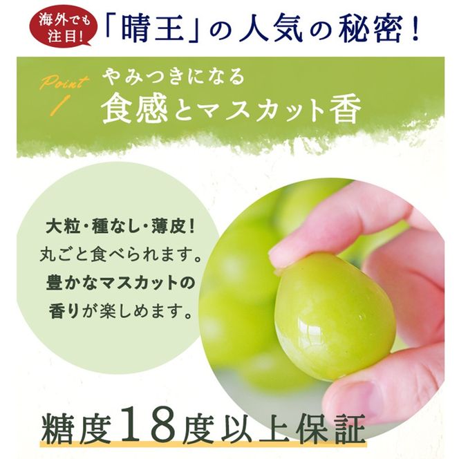 ぶどう 2026年 先行予約 シャインマスカット 晴王 1房 約800g 化粧箱入り 岡山県 赤磐市産 果物 フルーツ 葡萄 ブドウ