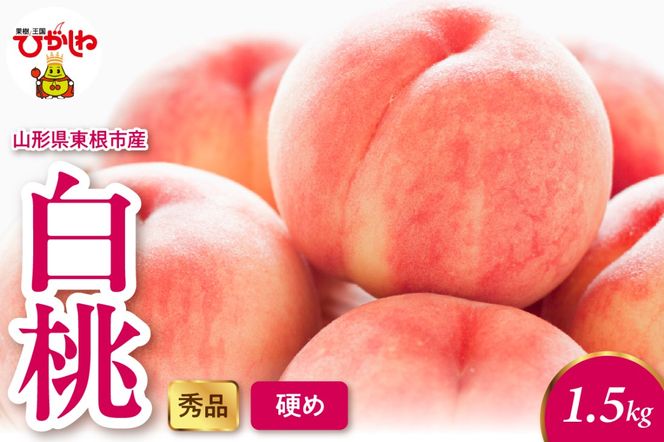 2025年産 白桃（硬め） 1.5kg 秀品 山形県 東根市 hi082-011-2