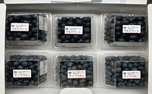 【先行予約30セット限定】大粒完熟ブルーベリー2種セレクト食べ比べセット ※2026年7月～8月中旬頃次発送予定 ※離島への配送不可