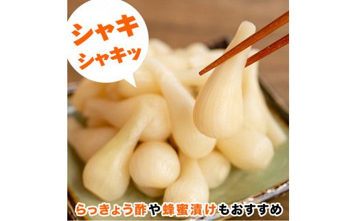期間限定！鹿児島県産ラッキョウ使用！塩らっきょうの漬け物(400g×3袋・計1.2kg)国産 九州産 鹿児島産 おつまみ 漬物 辣韭【あくね旬の店いきいき館】akn015-06