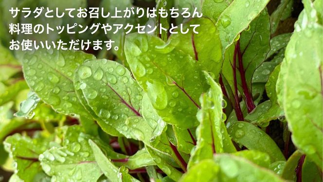 【 簡易包装 】 黒澤農園 の ベビーリーフサラダ 330g×1袋 訳アリ 訳あり 規格外 生育 わけあり フードロス 削減 ベビーリーフ サラダ 生野菜 食べやすい 若葉 ファミリー 旬 新鮮 国産 彩り [DS10-NT]