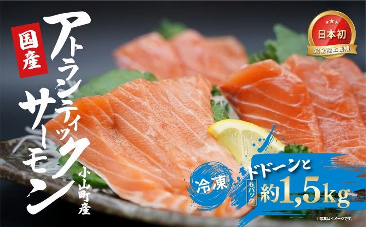 日本初 完全陸上養殖 小山町産 アトランティックサーモン 冷凍 6パック 約1.5kg