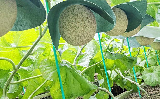 クラウンメロン【並（白等級）】特大玉（1.5kg前後）3玉入り 人気 厳選 ギフト 贈り物 デザート グルメ 果物 袋井市 果物類 メロン青肉 フルーツ