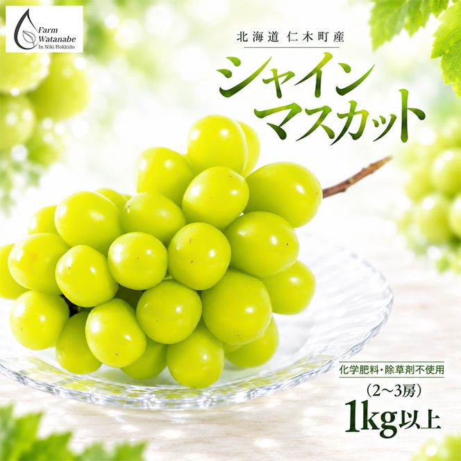 【2026年産】北海道 仁木町産 シャインマスカット 1kg以上 (2～3房) 化学肥料・除草剤不使用 ぶどう フルーツ 果物 くだもの [Farm Watanabe]