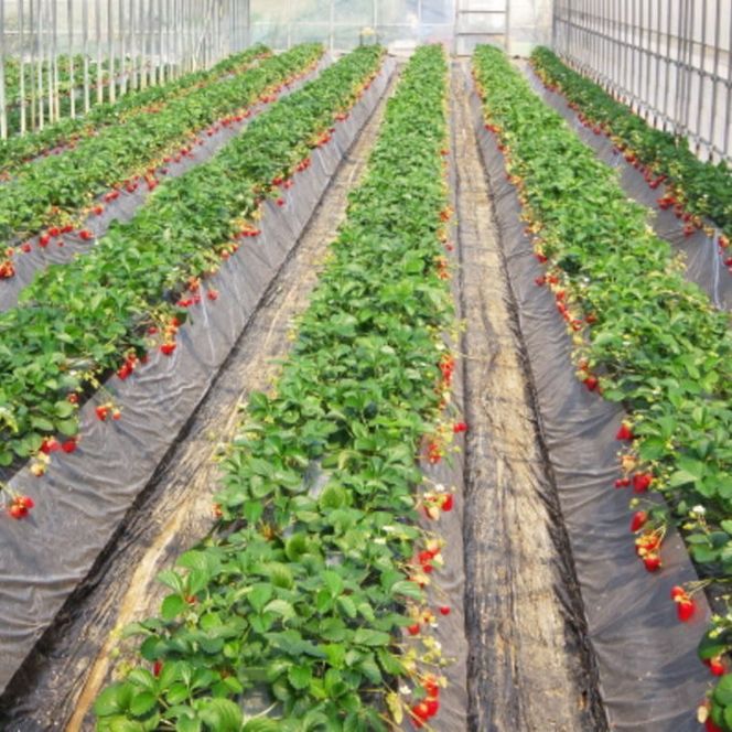 【2月発送】和歌山県産 まりひめ いちご 1箱約1.2kg（300g×4パック）ブランドいちご 