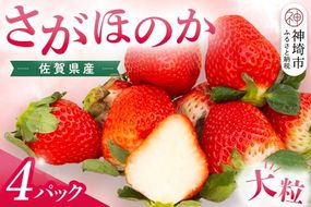 【先行受付 令和9年1月より発送】佐賀県産『さがほのか』4Pセット【いちご 苺 イチゴ 大粒 果物 フルーツ デザート ふるさと納税】(H108103)