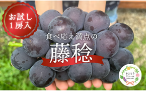 【2026年先行予約】大粒ぶどうの藤稔 お試し１房入 / 房600g以上 (岡山県産) / ふじみのり 藤みのり ぶどう ブドウ 葡萄 先行予約 フルーツ 果物 真庭市 フルーツ王国 きよとう果樹園【KF-B088-03】