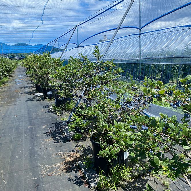 【ふるさと納税】令和8年夏季予約販売 摘みたて 生ブルーベリー 500g 〈お届け：2026年6月下旬～8月末まで 〉フルーツ ブルーベリー