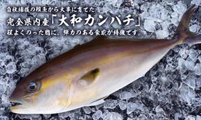 「大和カンパチ」　半身（フィレ）約1.2kg～1.5kg×2枚　かぶと付き　N072-YD0192