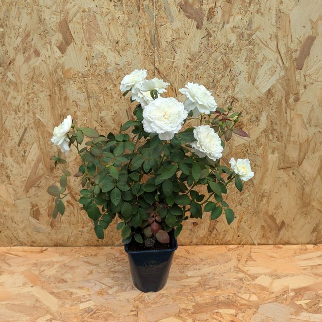 コマツガーデン直営店「ROSA VERTE」で選ぶ、自社生産バラ大苗引換券