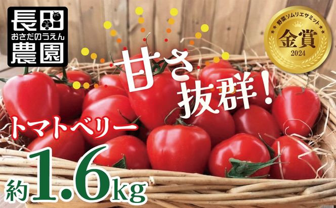 【2026年度予約分】甘さ抜群!トマト嫌いでも食べられるトマトベリー 約1.6kg 野菜ソムリエサミット 金賞 受賞 長田農園 産地直送 トマト とまと 野菜 やさい フルーツ サラダ 濃厚 甘い ご褒美 プレゼント 美容 健康 リピート多数 人気 高評価 先行受付 数量限定 碧南市 H004-116_Feb