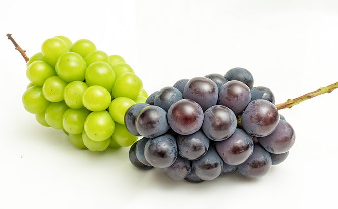 ぶどう 2026年 先行予約 果物 詰合せ ニュー ピオーネ 1房480g以上 シャイン マスカット 晴王 1房 480g以上 化粧箱入り  岡山県産 国産 フルーツ 果物 ギフト 贈答品 フルーツ詰め合わせ 食べ比べ 