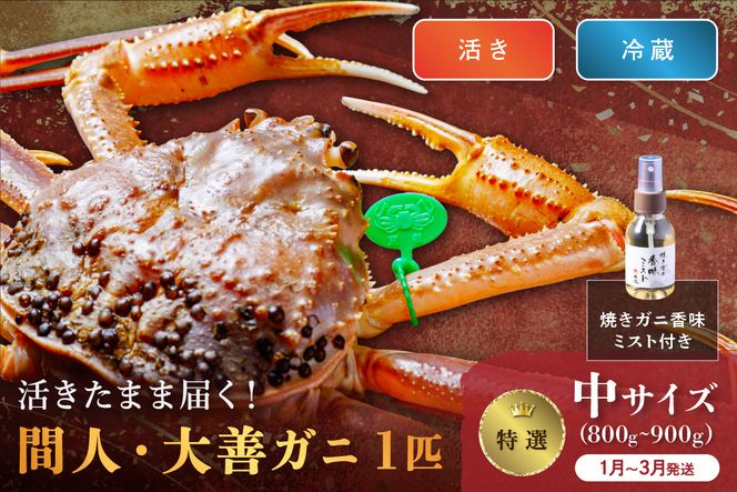 【蟹の匠 魚政】京丹後市産 活きたまま届く！　間人ガニ大善ガニ 特撰 中サイズ（800～900g) 1匹　香味ミスト付き(1月～3月発送）　UO01405