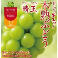 先行予約 木熟ぶどう ハレノシャイン シャインマスカット晴王 プレミアム シャインマスカット 晴王 1房 800g以上 岡山県産 赤秀品以上 露地栽培の旬に ぶどう おすすめ ハレノフルーツ