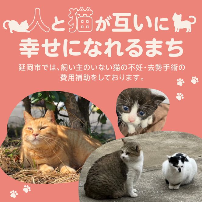 人と猫が互いに幸せになれるまちを目指して『不妊去勢手術支援プロジェクト』（返礼品はありません） N0159-9999993