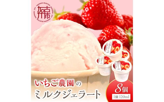 いちごミルクジェラート《 ジェラート アイス カップ いちご ミルク スイーツ 》【2501H09703】