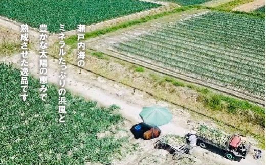 【新玉ねぎ】淡路島たまねぎ（10キロ）【発送時期：2026年5月頃】　玉ねぎ 産地直送
