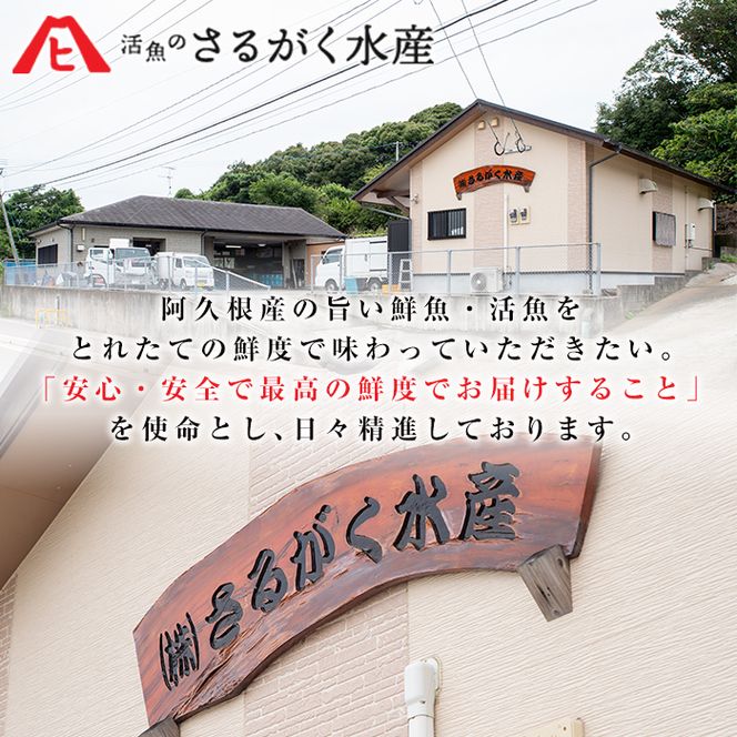 数量限定！阿久根市産の旬の一夜干しグルメ＜A＞セット(鯛・アジ・イカ・サバなど)国産 鮮魚 詰め合わせ お楽しみ 海の幸 魚介類 干物 海鮮【さるがく水産】akn028-06