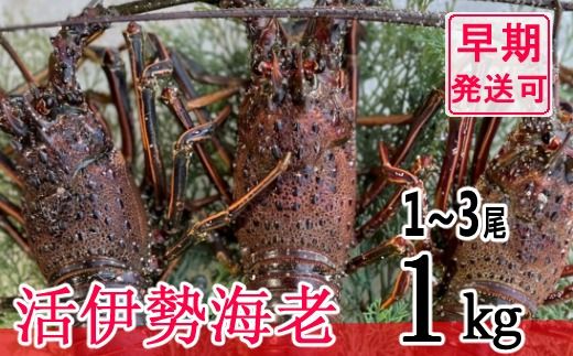 【漁師直送】活伊勢海老1kｇ〈 お刺身 ・ お鍋 などに おすすめ 〉